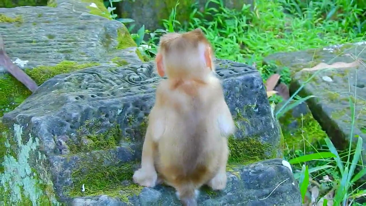 | Tree Monkeys EP 00
