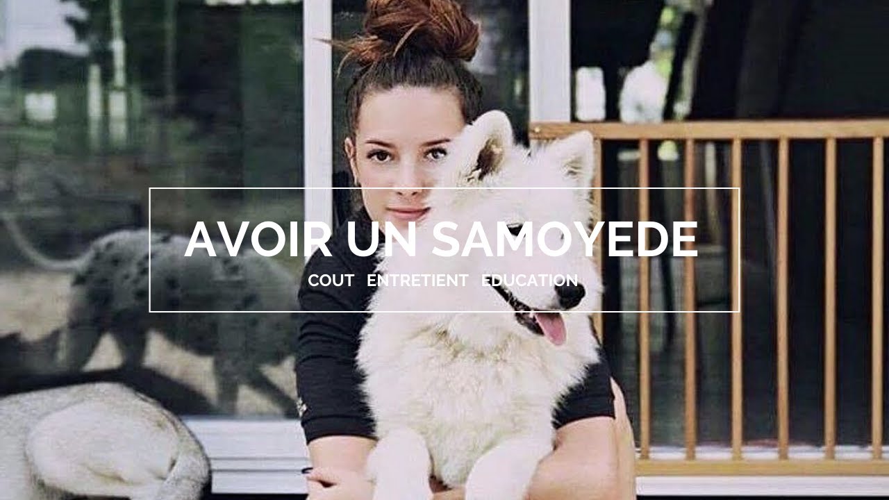 AVOIR UN SAMOYÈDE ? (Coût, entretient, éducation)