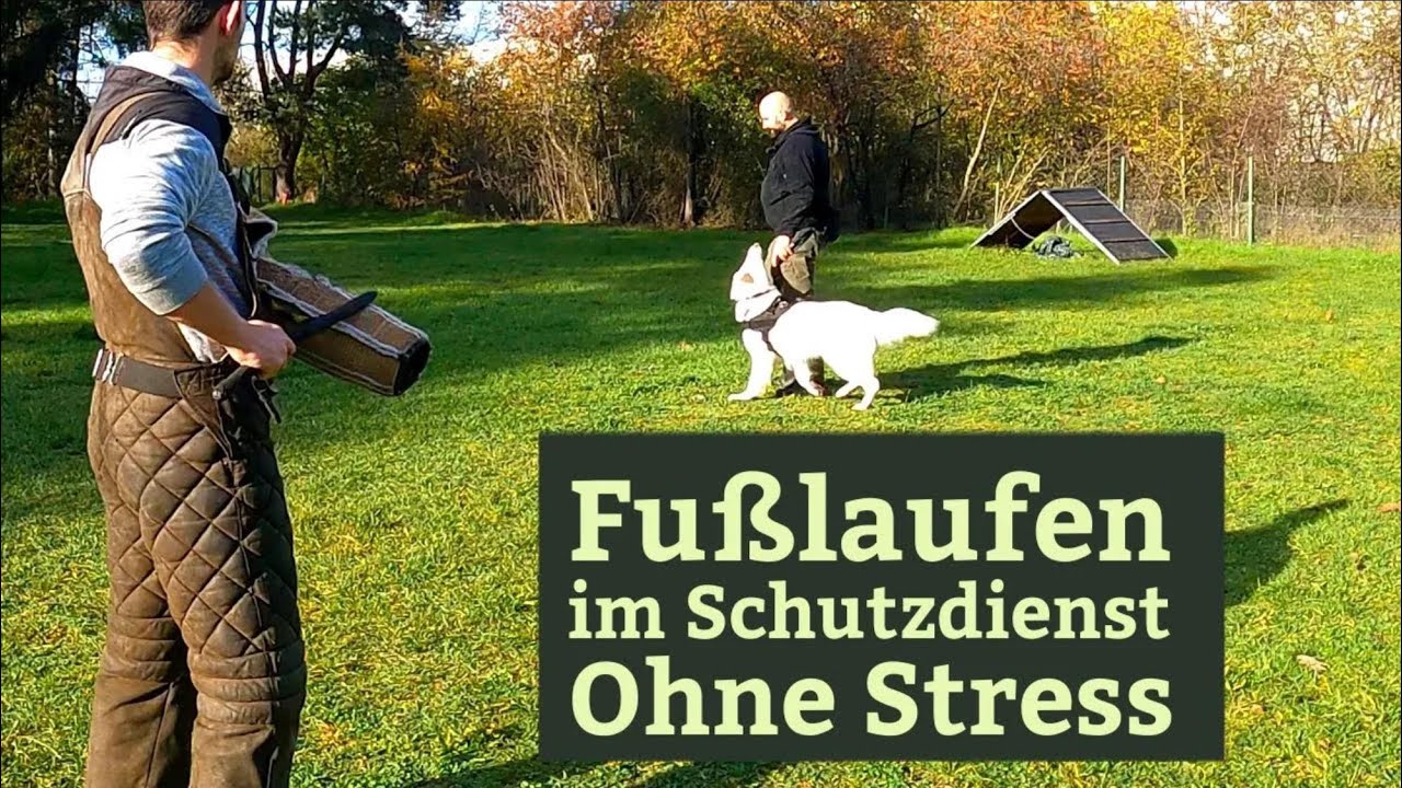 Fusslaufen im Schutzdienst trainieren - stressfrei und unkompliziert  mit Hilfe der Impulskontrolle