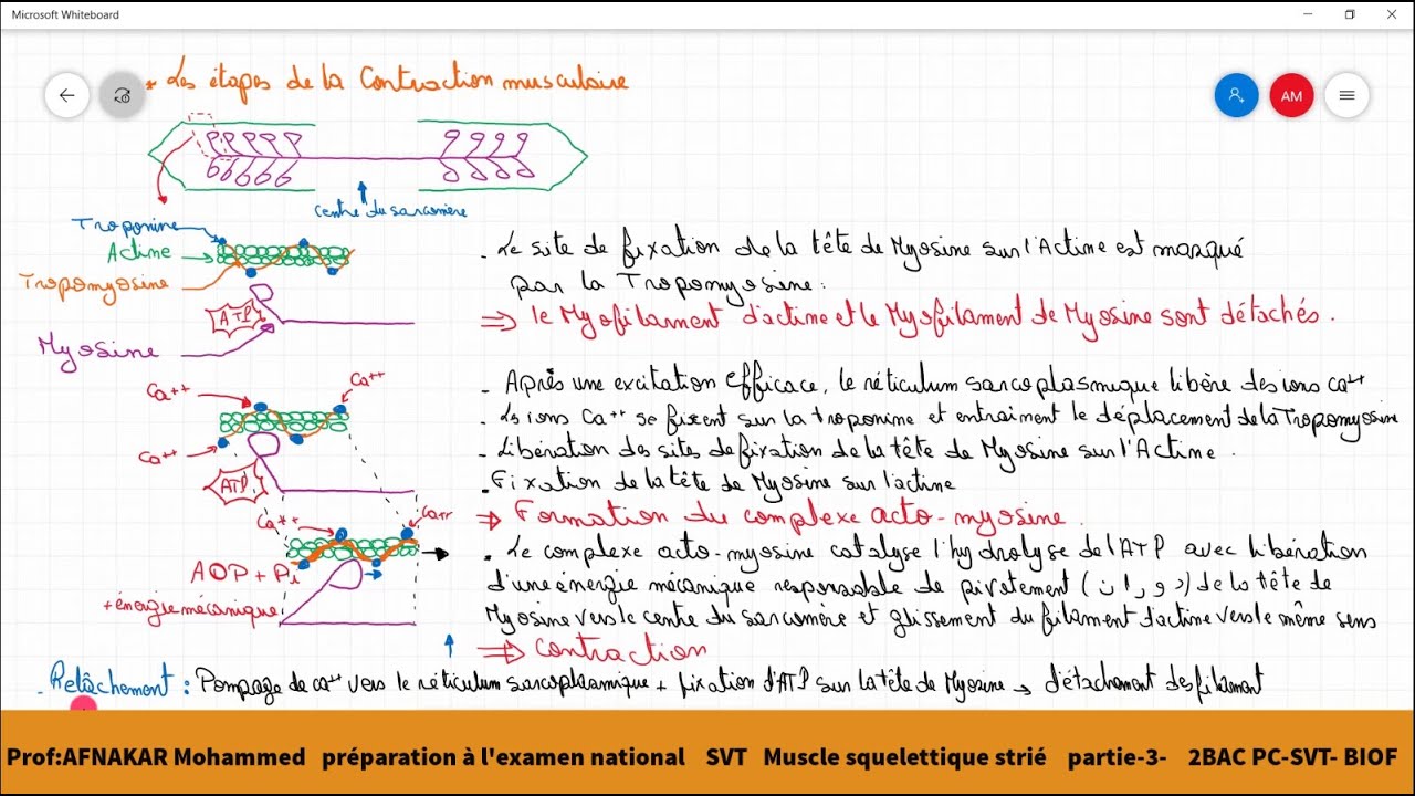 14-Mécanisme de la contraction musculaire - Régénération de l'ATP  2BAC PC-