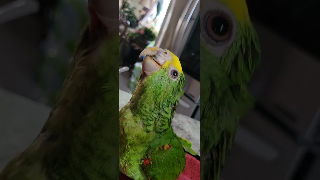 Loro Amazon 4 meses ( Comiendo su Papilla ) 