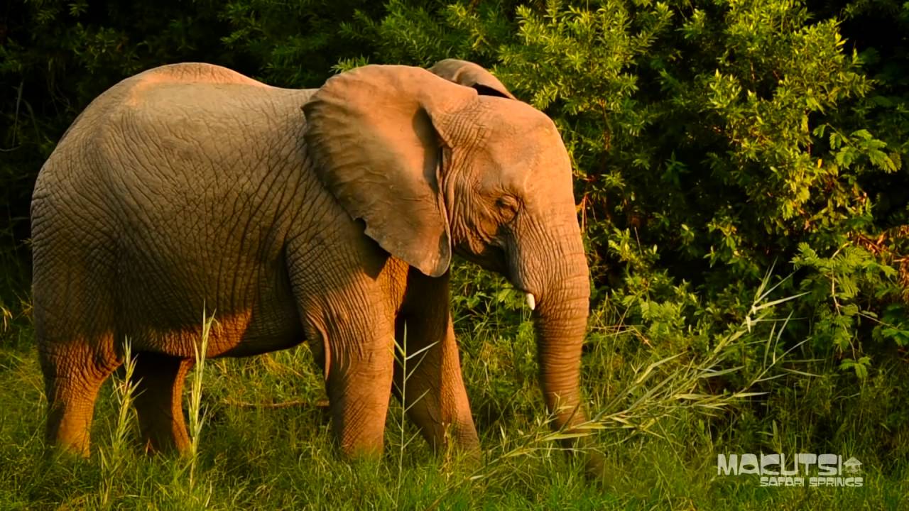 Makutsi - Family Run Game Reserve, South Africa