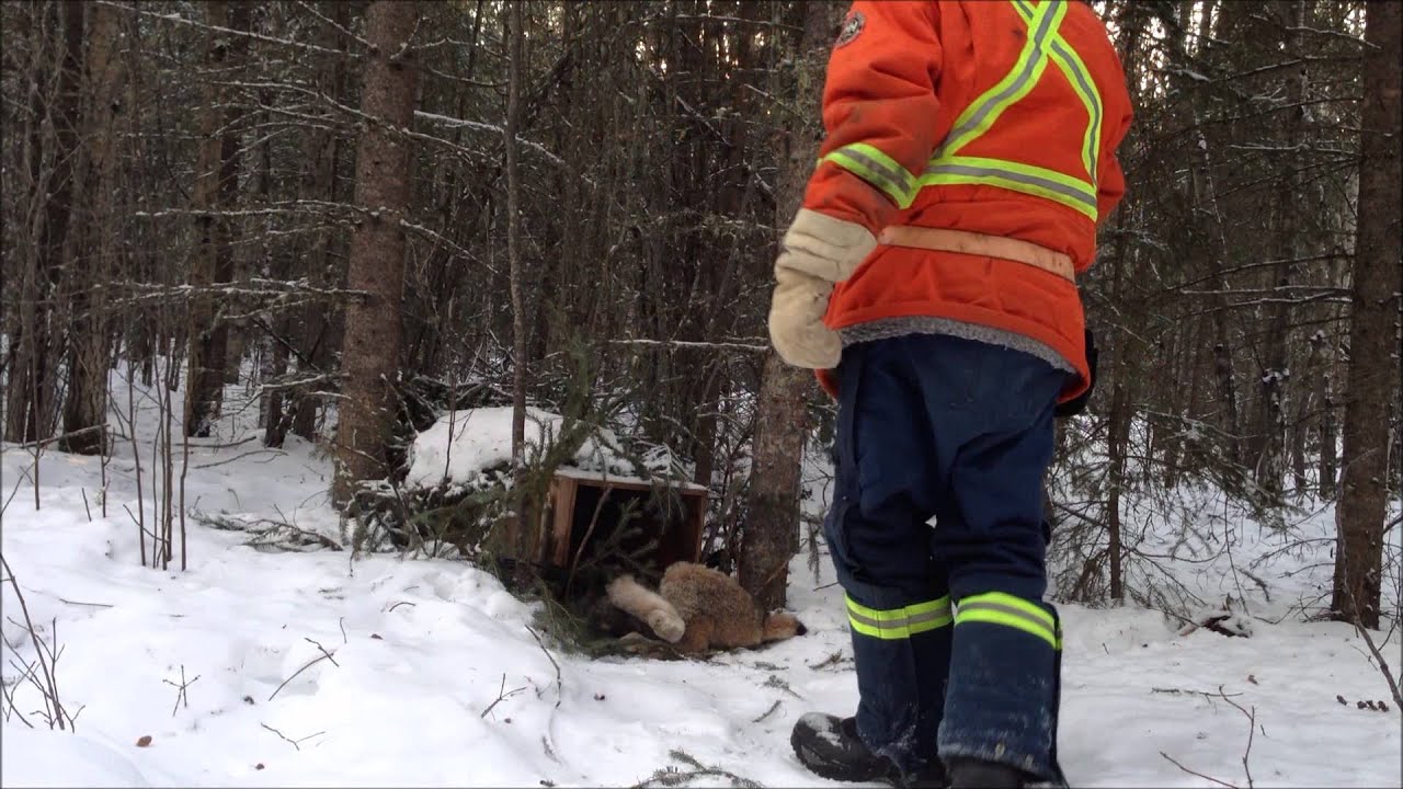 Lynx and marten trapping