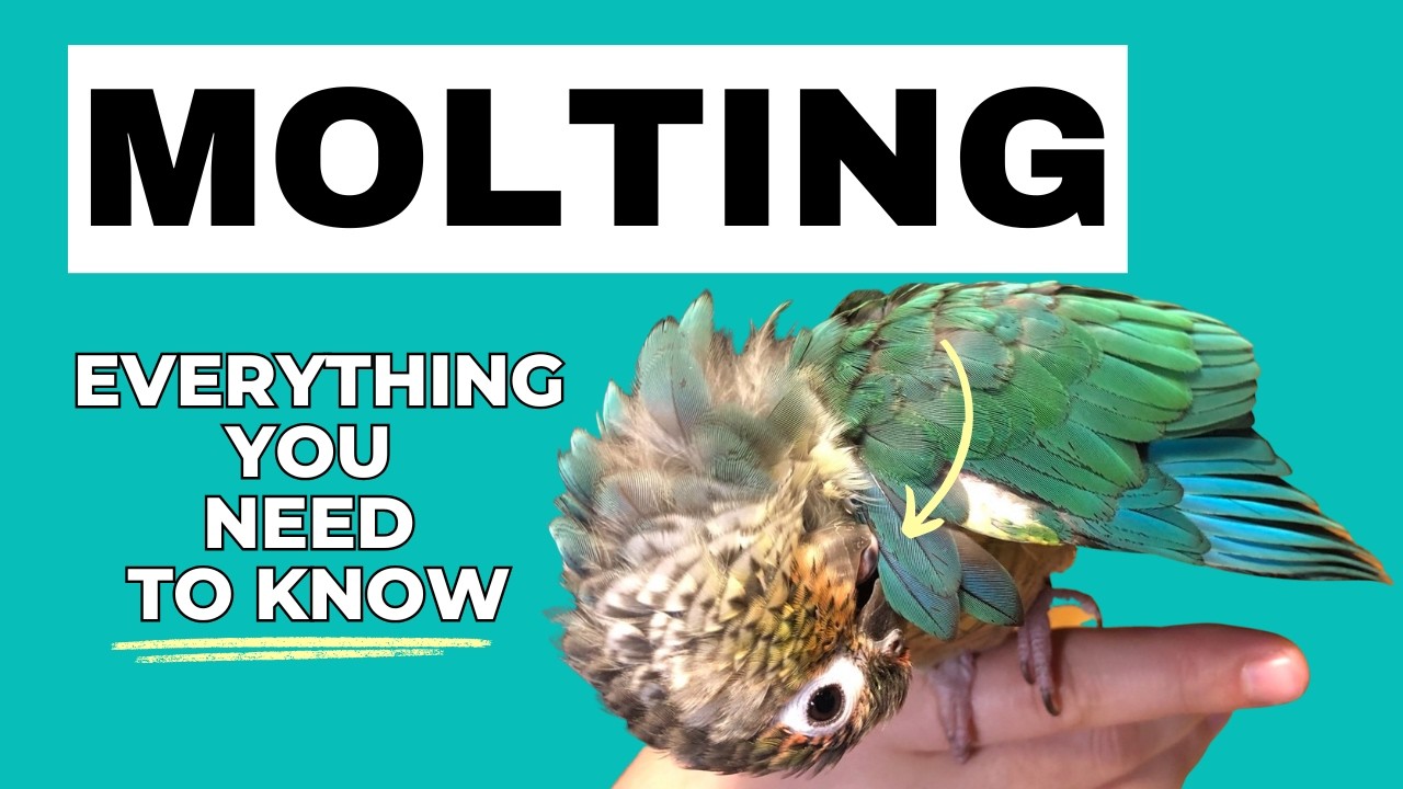 All About Molting And Pin Feathers