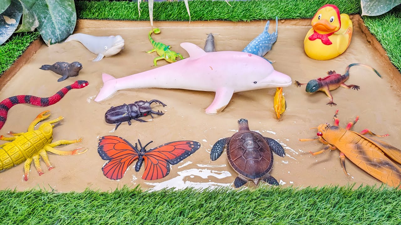 Muddy Sea Animals and Insects Adventure in Sandbox 🐬🪰🦆 Learning Fun Facts for Kids