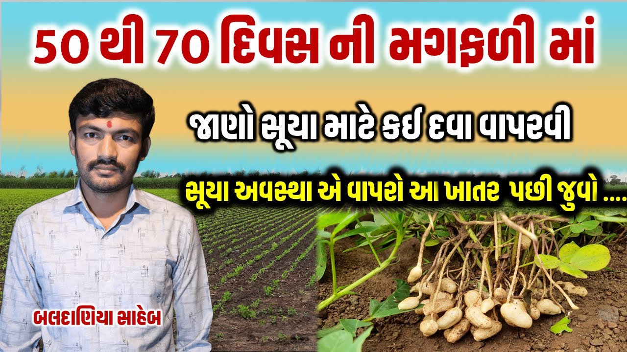 સૂયા વધારવા કઈ દવા વાપરવી અને સૂયા અવસ્થા એ કયું ખાતર નાખવું @MANISHBALDANIYA