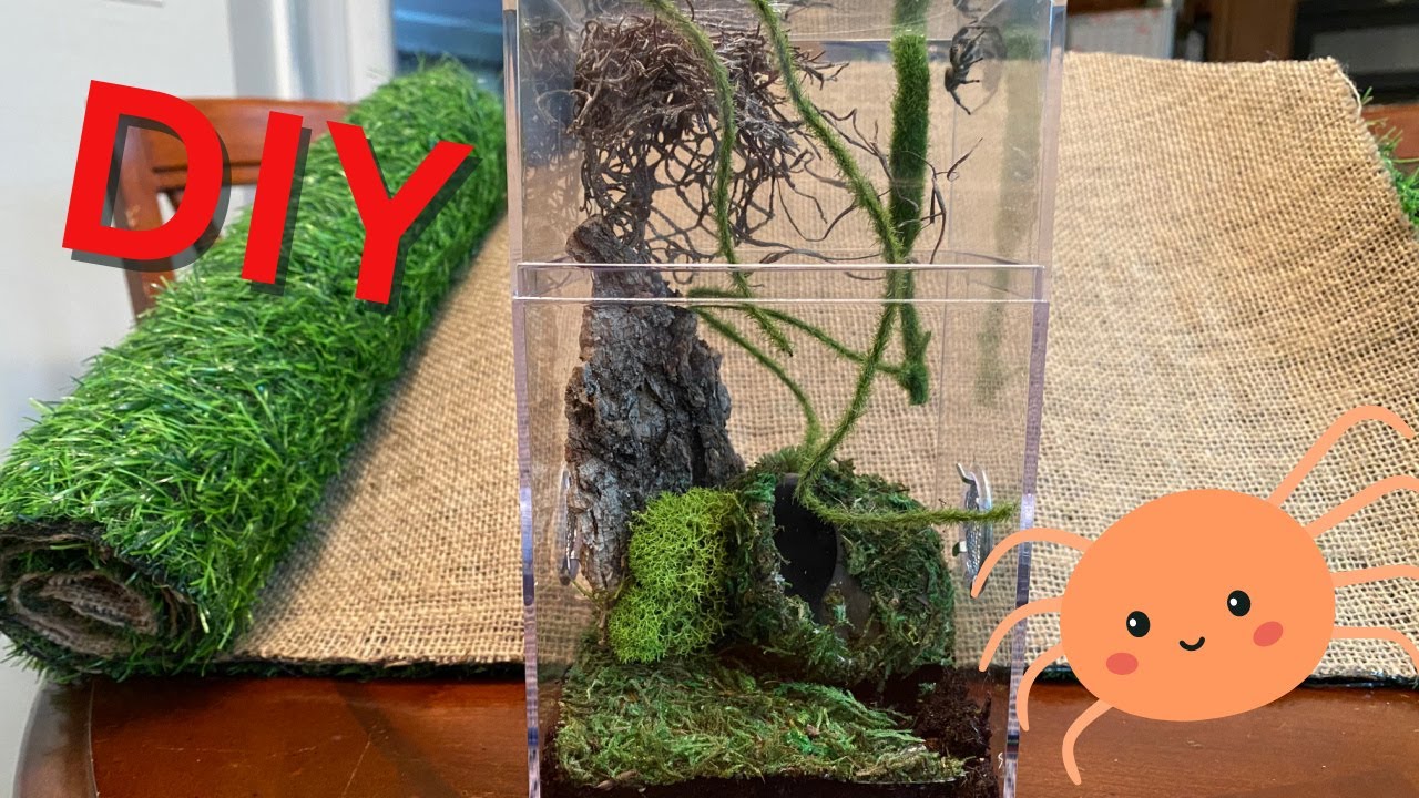 Florida Man Regal Jumping Spider DIY Enclosure
