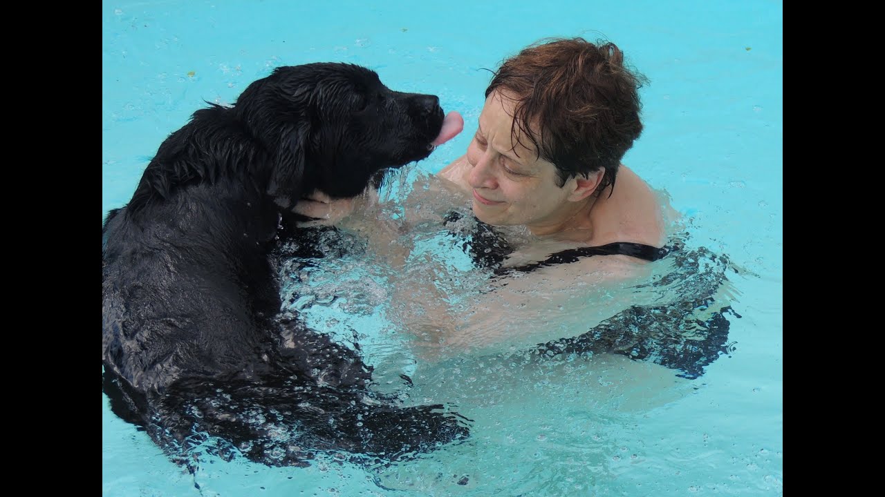 Teach Your Labrador Puppy  to Swim in Minutes - Dog Whisperer BIG CHUCK MCBRIDE