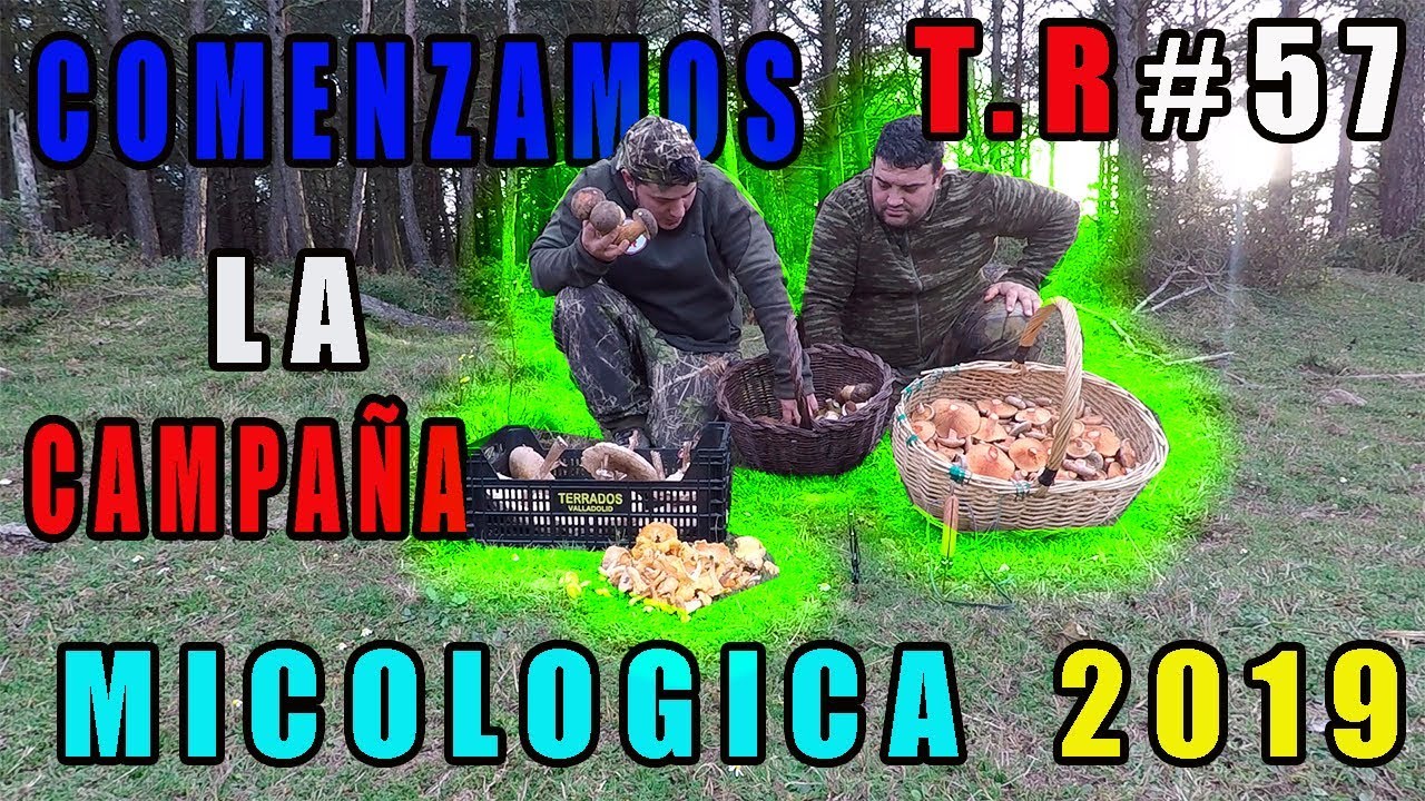 COMENZAMOS LA CAMPAÑA DE SETAS 2019