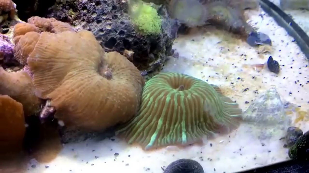 Stripped green mushroom coral time lapse HD