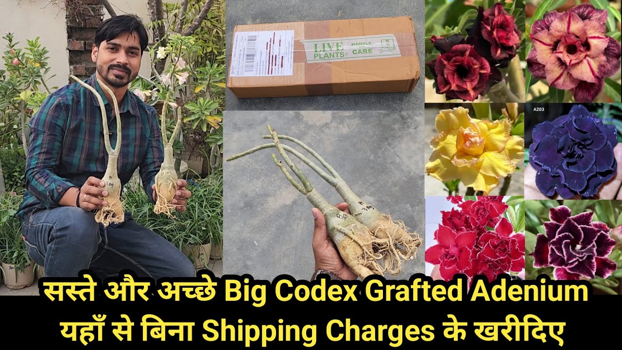 सस्ते और अच्छे Big Codex Grafted Adenium यहाँ से बिना Shipping Charges के खरीदिए