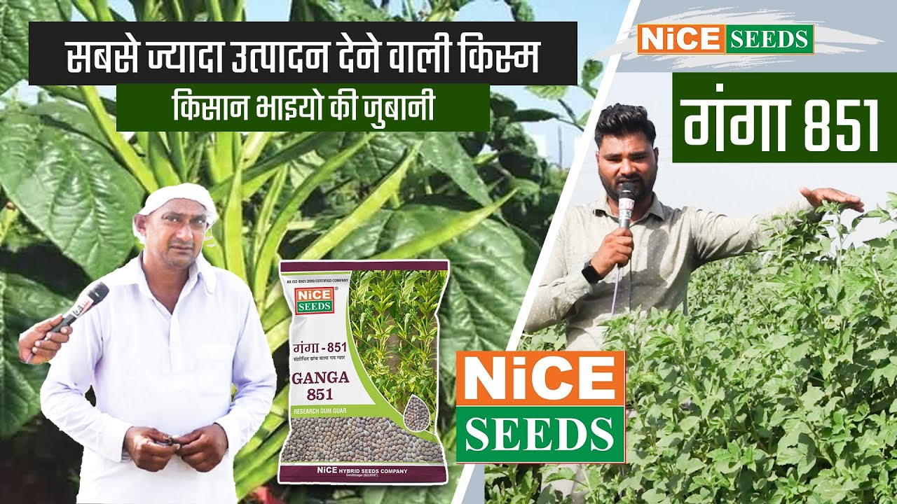 NICE_GANGA 851 ( सबसे ज्यादा उत्पादन देने वाली ग्वार की किस्म )