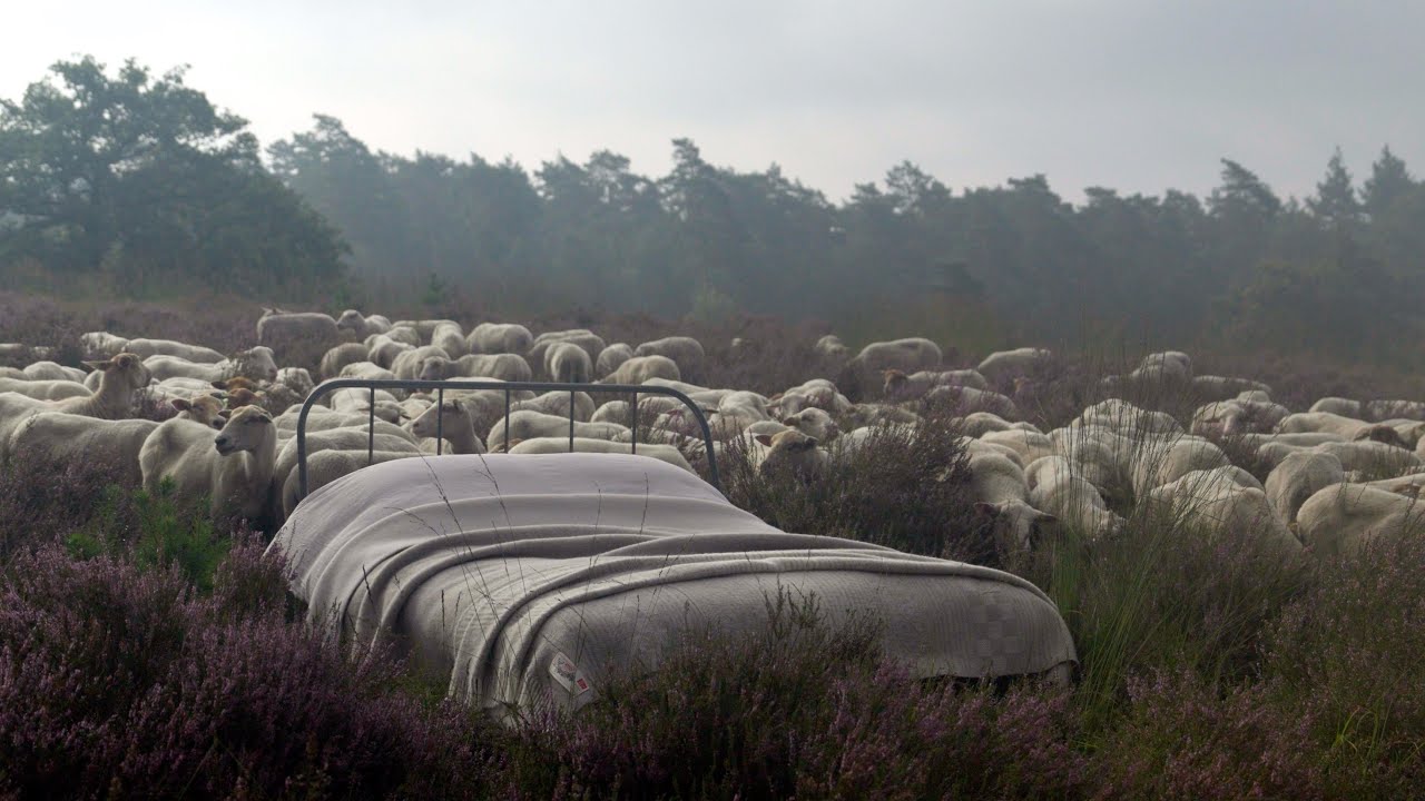 Trailer NL :  The Knitwit x AaBe wollen deken van Kempisch  heideschaap