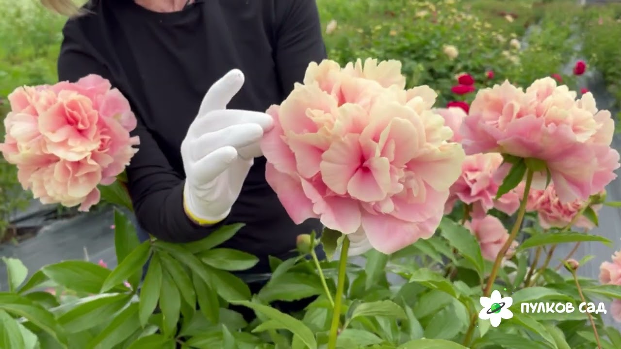 Triphena Parkin peony. Трифена Паркин пион. Пулков сад (2025 г.)