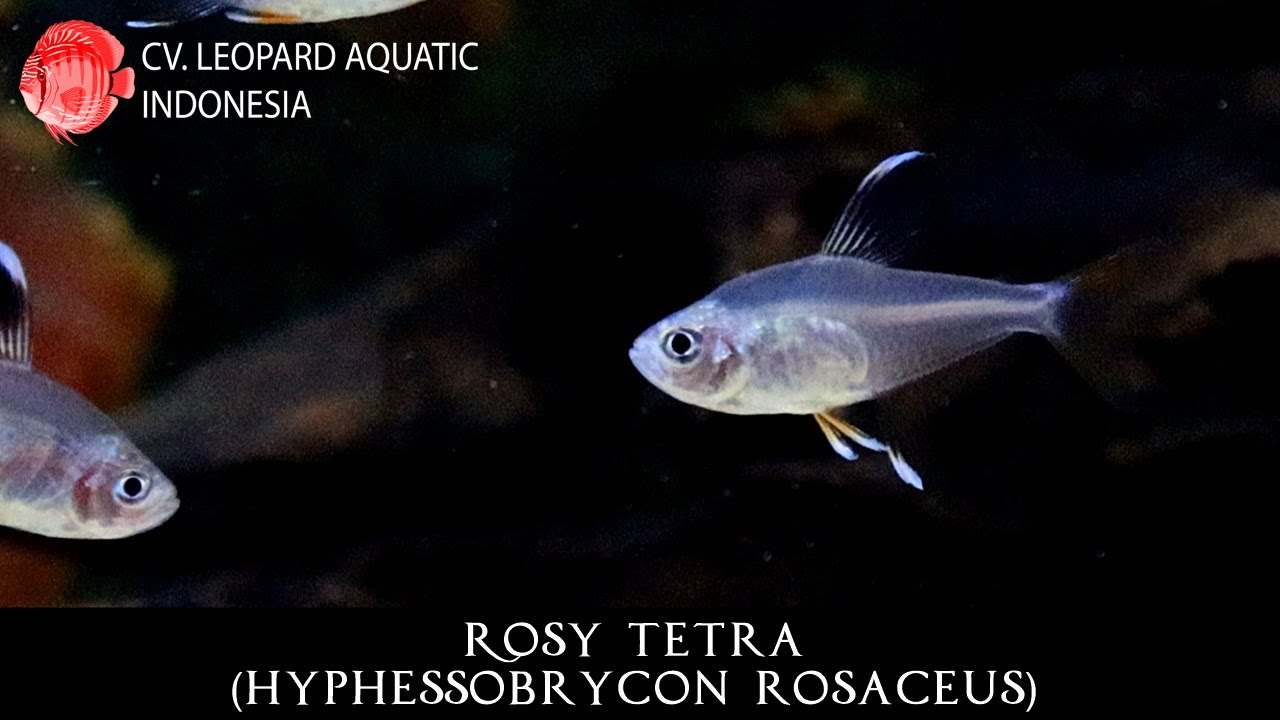 Hyphessobrycon rosaceus THE COURAGEOUS ROSY TETRA. (Leopard Aquatic C026C)