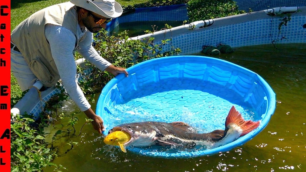 We STOPPED a BIG RED Fish PROBLEM!...i Think
