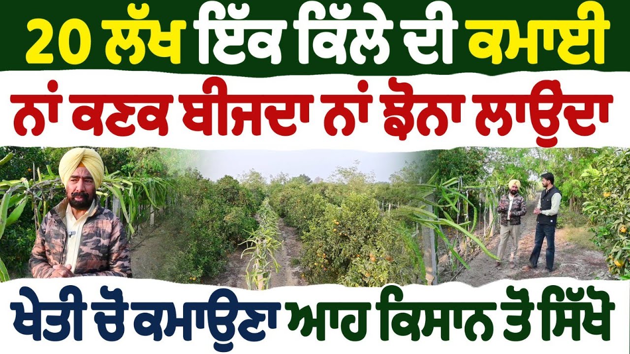 20 ਲੱਖ ਇੱਕ ਕਿੱਲੇ ਦੀ ਕਮਾਈ ਨਾਂ ਕਣਕ ਬੀਜਦਾ ਨਾਂ ਝੋਨਾ ਲਾਉਂਦਾ ਖੇਤੀ ਚੋਂ ਕਮਾਉਣਾ ਆਹ ਕਿਸਾਨ ਤੋਂ ਸਿੱਖੋ Farming 