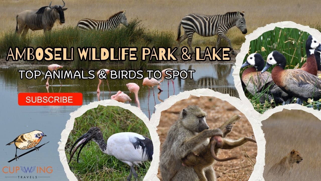 Top Animals & Birds to See in Amboseli National Park & Amboseli Lake | Ultimate Safari Guide