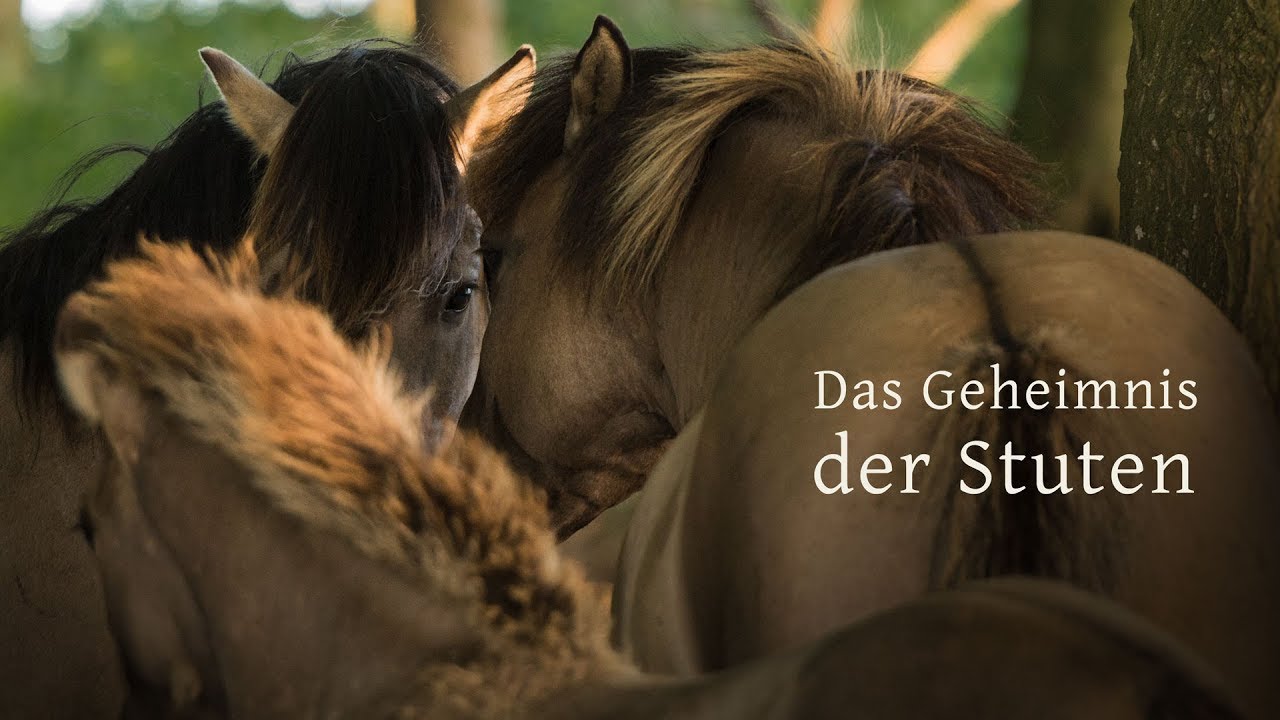 Das Geheimnis der Stuten