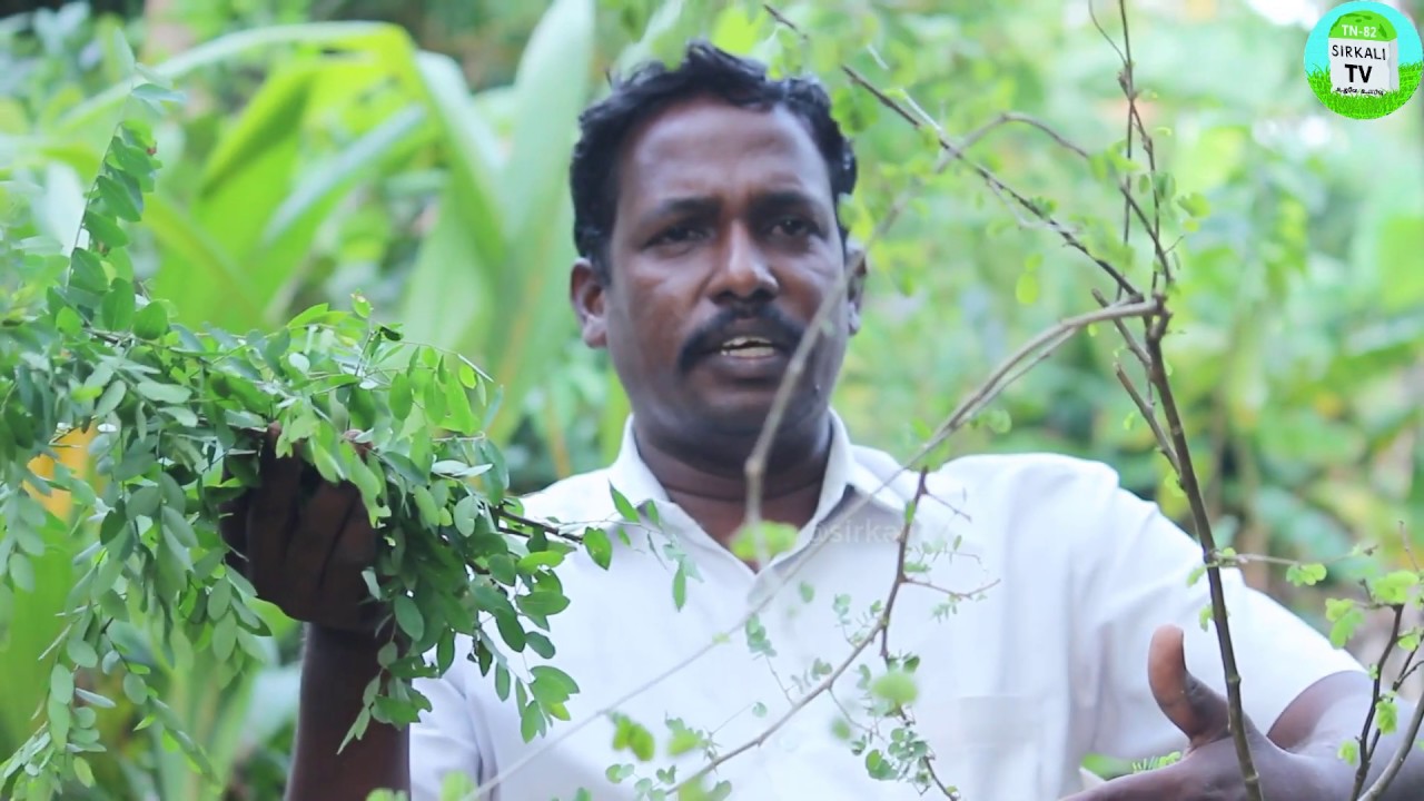 உங்களது எலும்பை வலுவாக்கும் அபூர்வ மூலிகை | Herb that increase bone density உடைந்த எலும்பு கூட உணவு