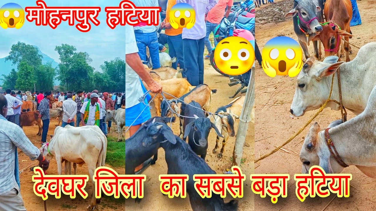 Deoghar Jila Ka Sabse Bda Hatiya Mohanpur Haat😱😱#deoghar #jharkhand #news #ipl #rcb #trend #village