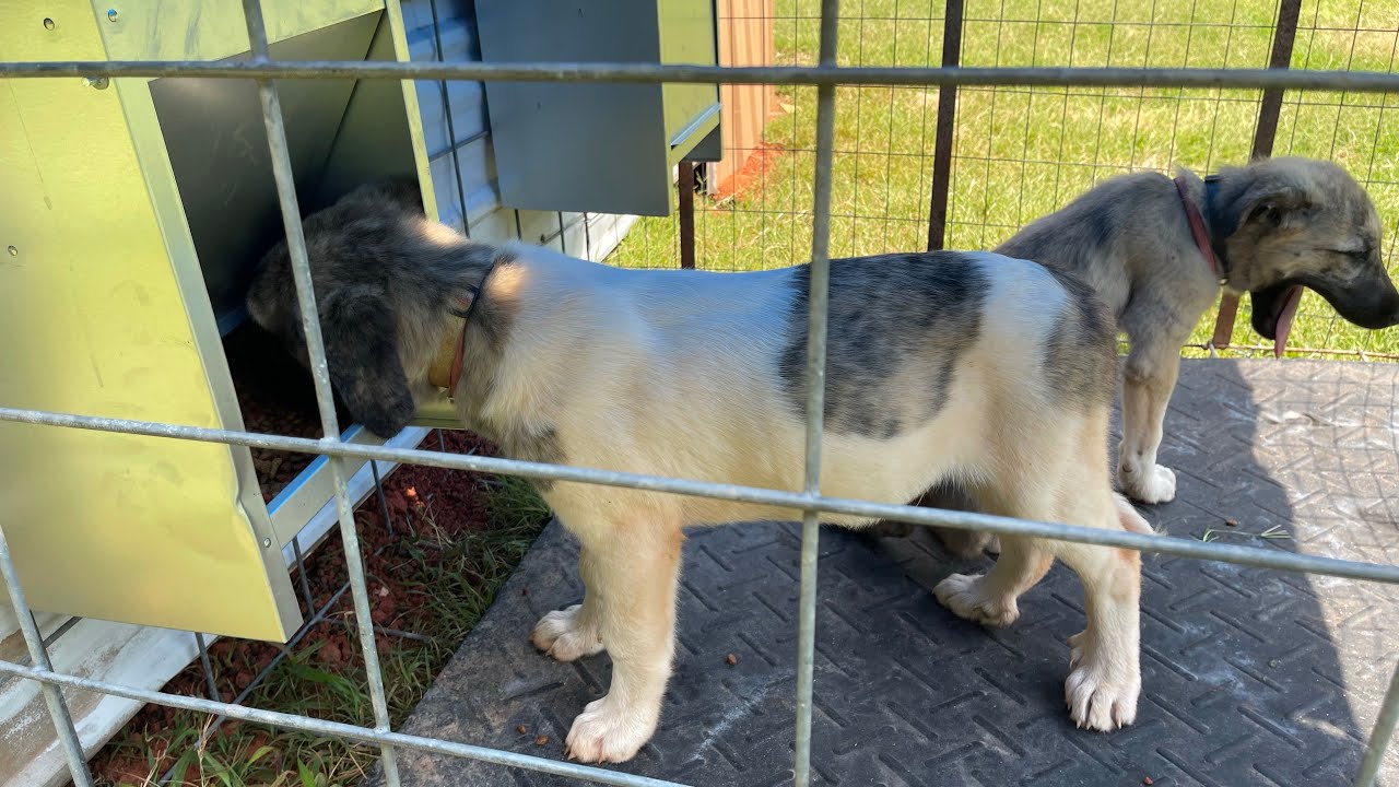 DIY dog feeder for livestock guardian dogs #greatpyrenees #anatolian #goats #diy #dogs #guarddogs