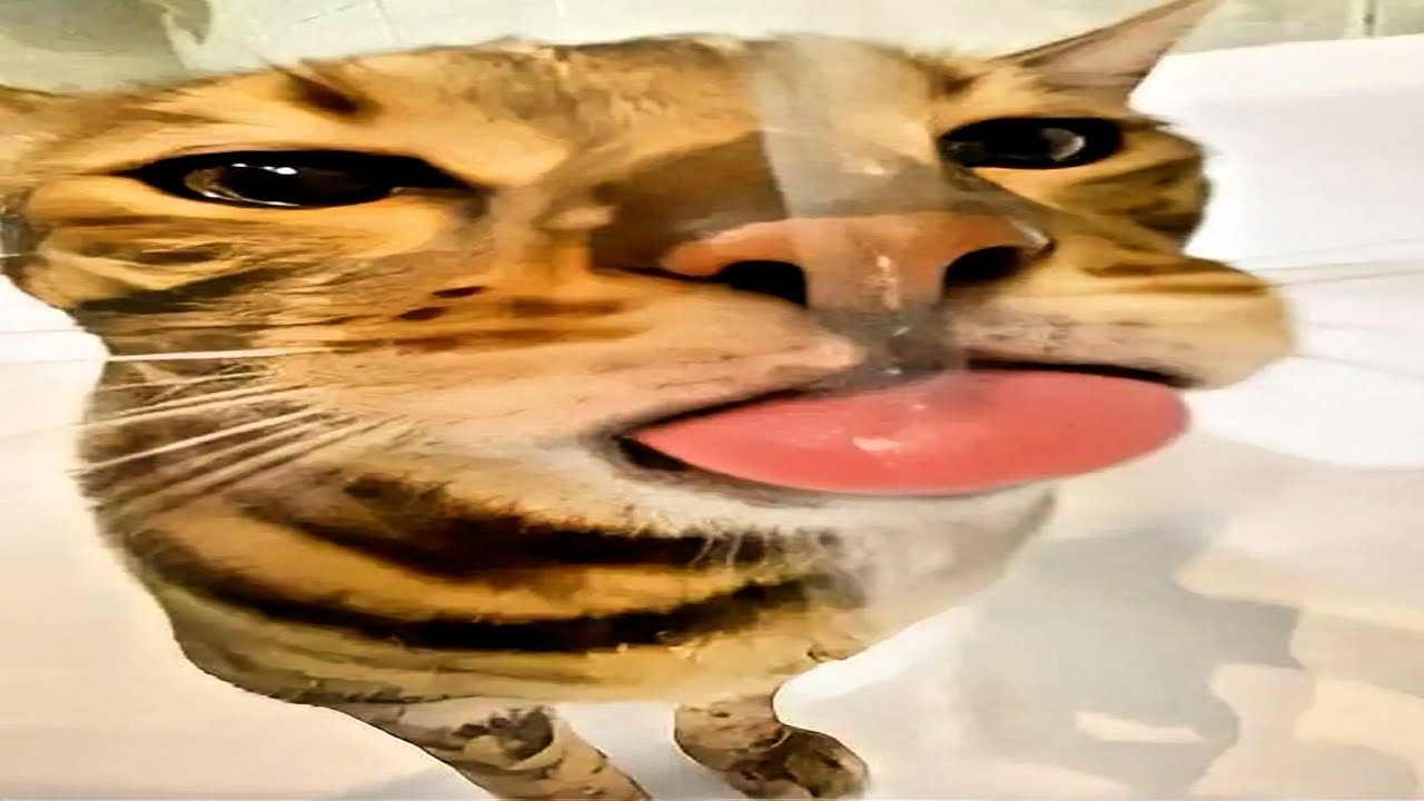 these cats do whatever they want