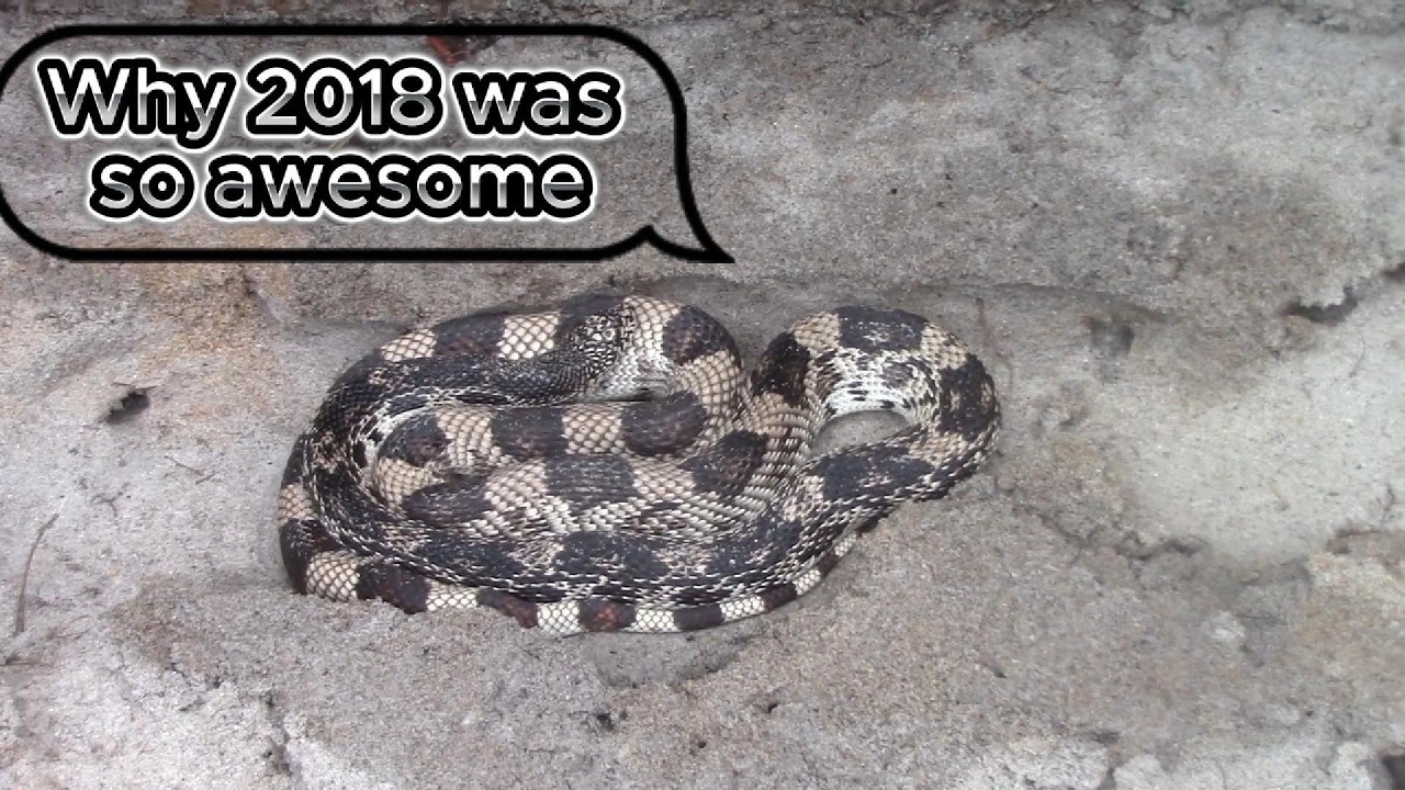 Some nice clips of finding snakes 2018