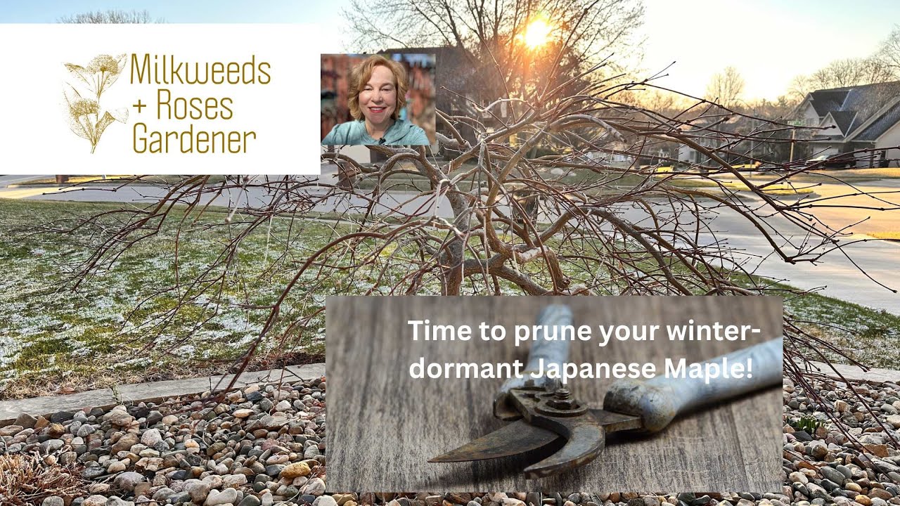 How to prune your overgrown or storm-damaged Japanese Maple in time for Spring!