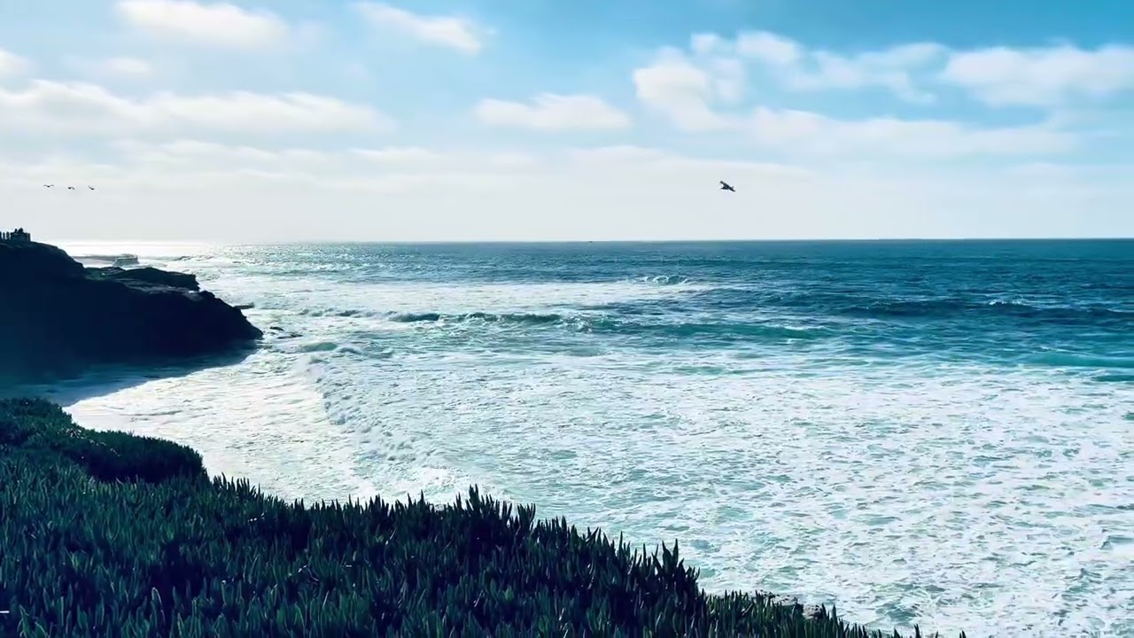 La Jolla cove ☀️🌊 A natural paradise: seals resting on the beach 🦭 focas descansando en la playa 