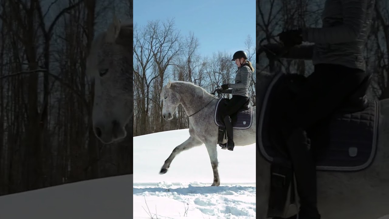 Bridleless Spanish Walk