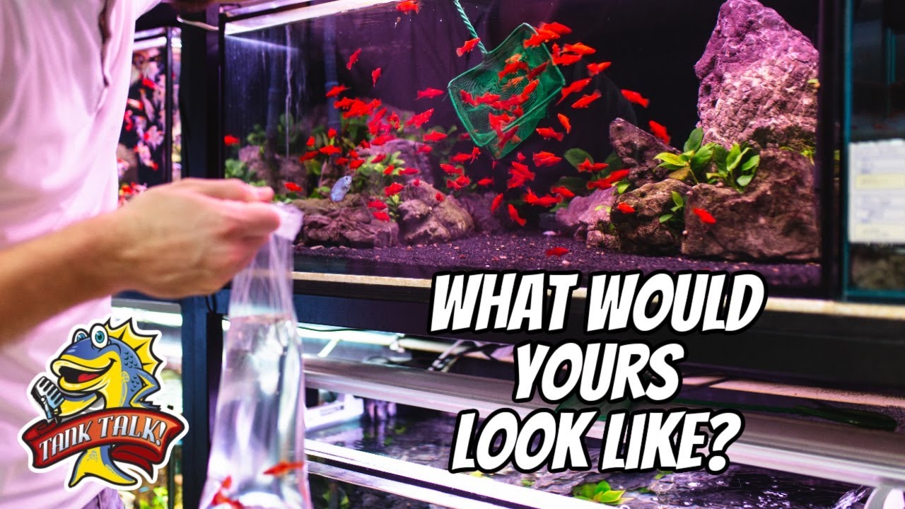 What Would YOUR Fish Store Look Like?