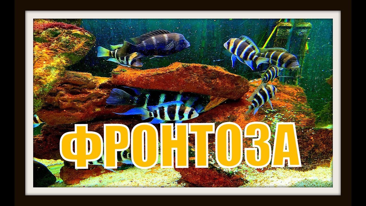 Аквариумная рыба
