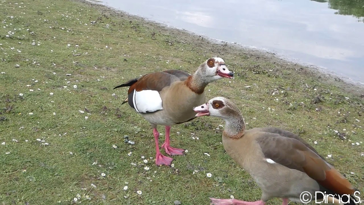 Nilg&auml;nse ruf Strandbad Blies Ludwigshafen am Rhein