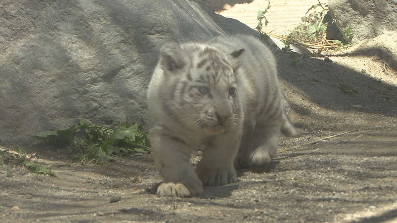 ホワイトタイガーの赤ちゃん公開 よちよち歩きに「かわいい」の歓声