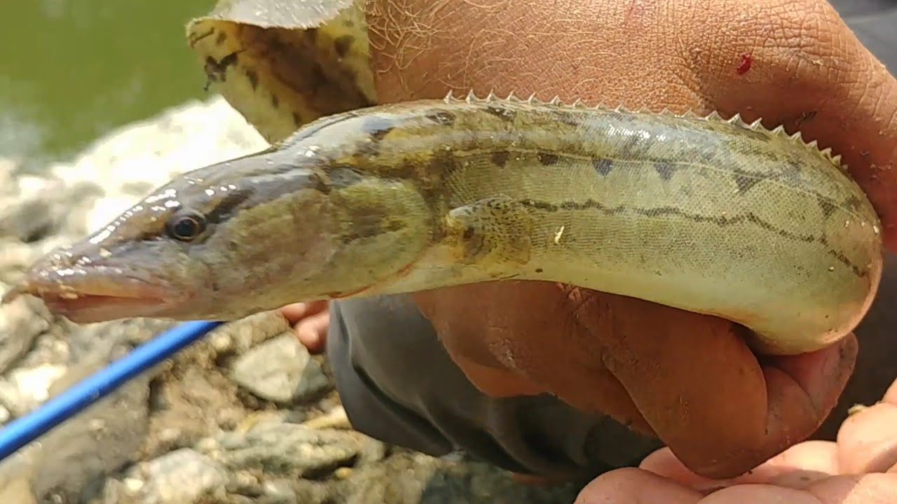 Baam Fishing|Indian Eel Fishing|Fish Hunting|Baam Fish Catching|Unique Fishing|Village Fishing