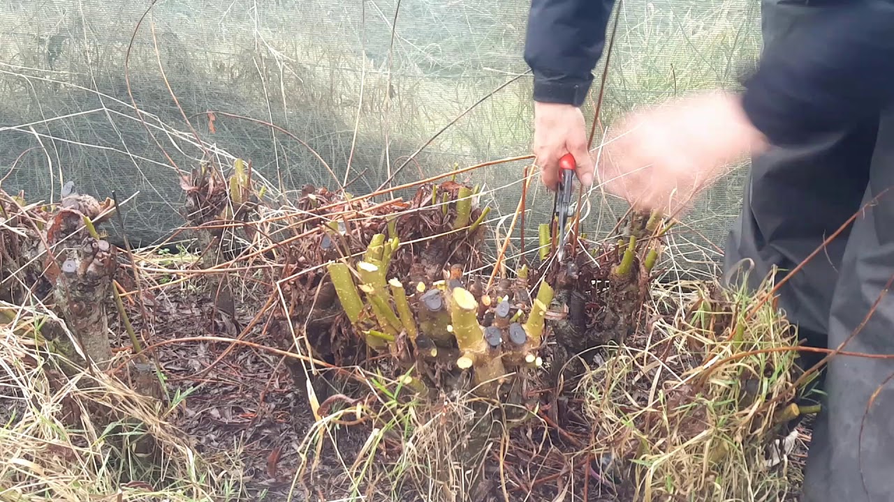 How to Coppice Willow.