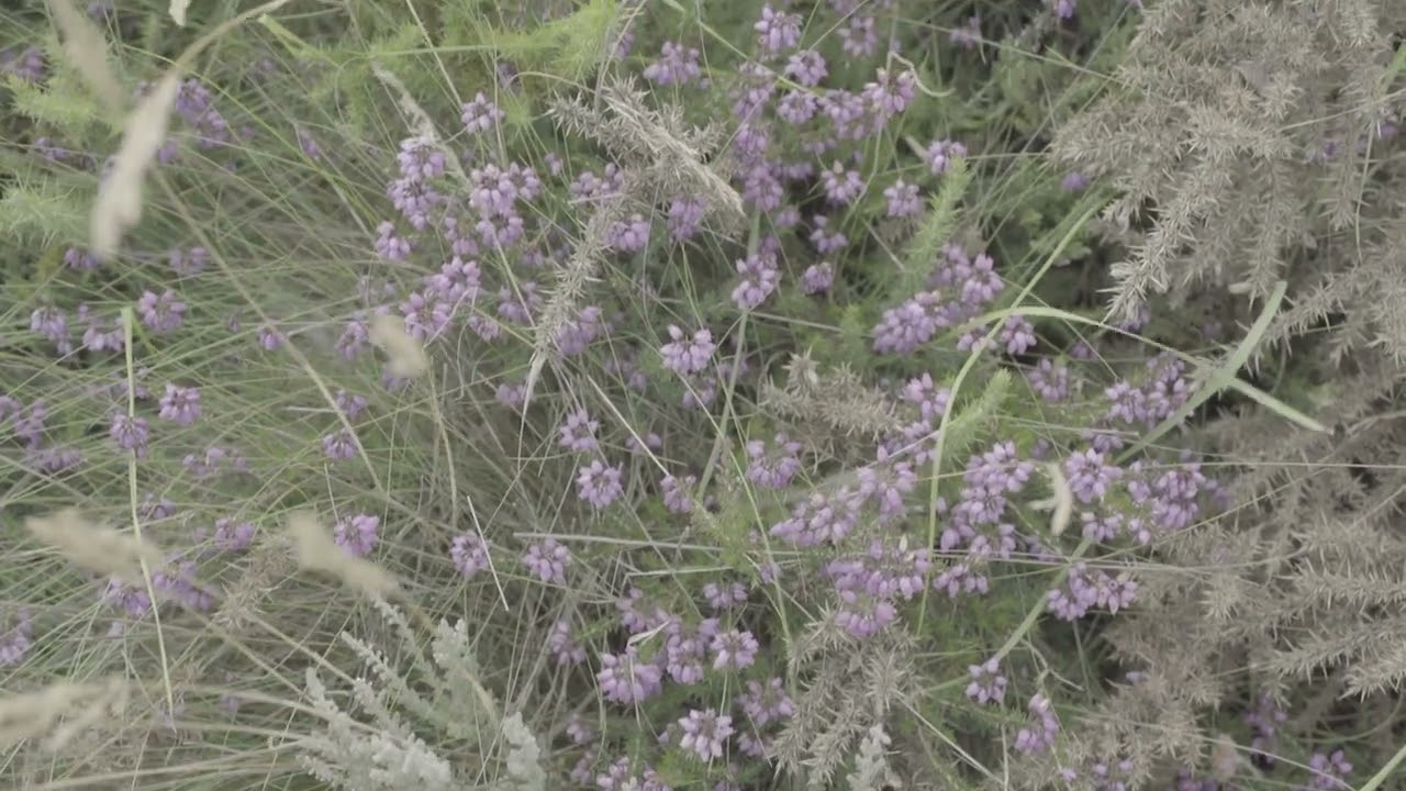 Introducing Surrey Nature Recovery