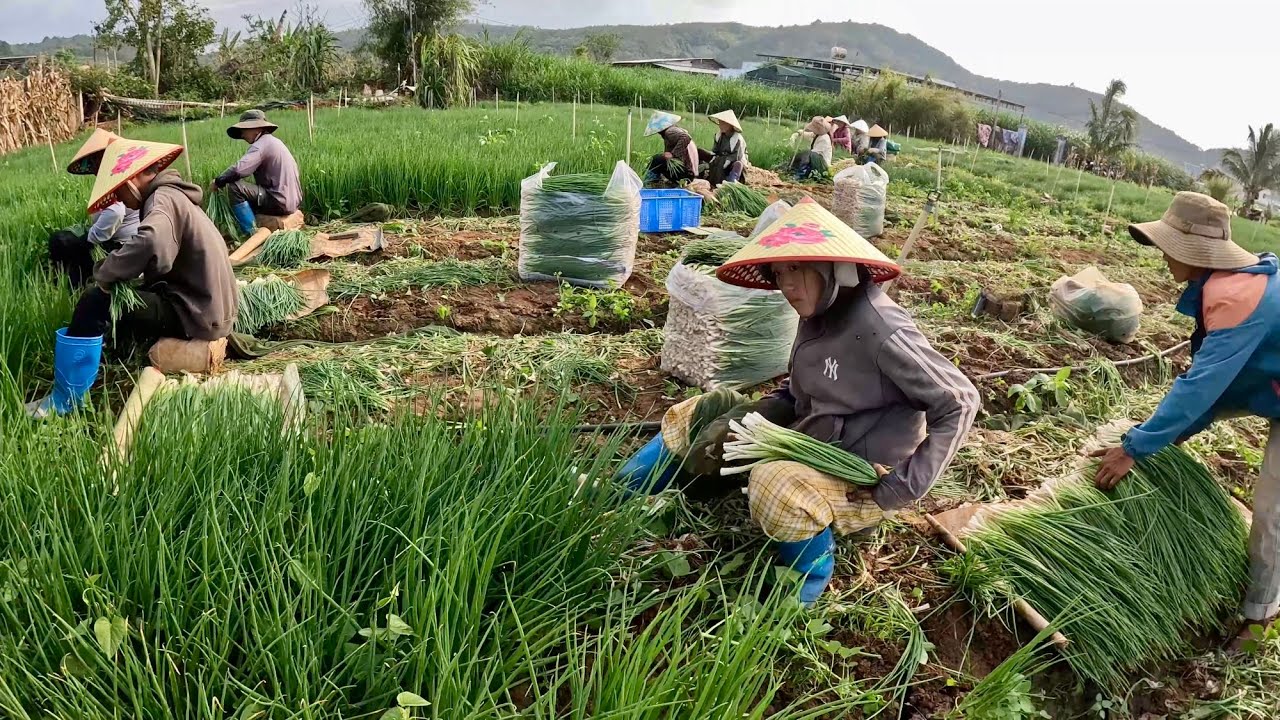 Cận Tết 2026: Giá rau tại vườn ở Lâm Đồng vẫn rẻ bèo, nông dân lao đao, người làm công thất thu.