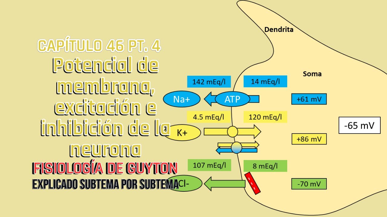 CAP 46 4/5: Potencial de membrana, excitación e inhibición de la neurona l Fisiología de Guyton