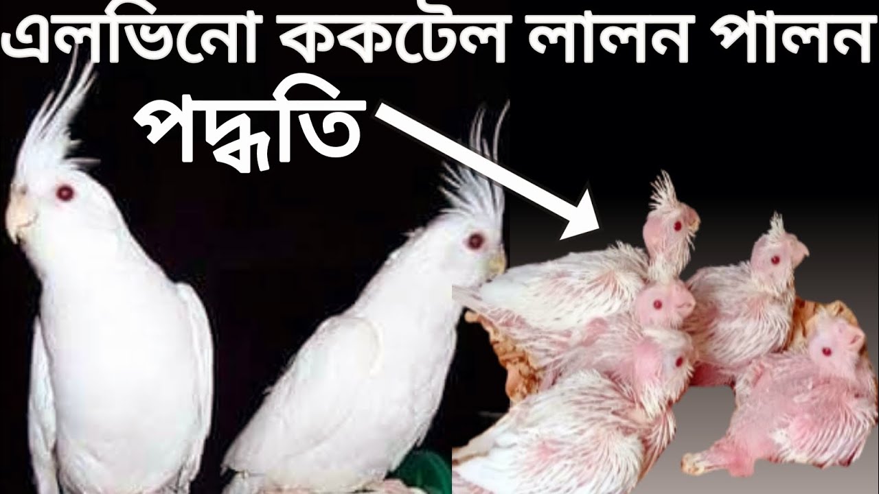 এলবিনো ককাটেল লালন পালন পদ্ধতি। albino cocktail lalon palon pddoti.