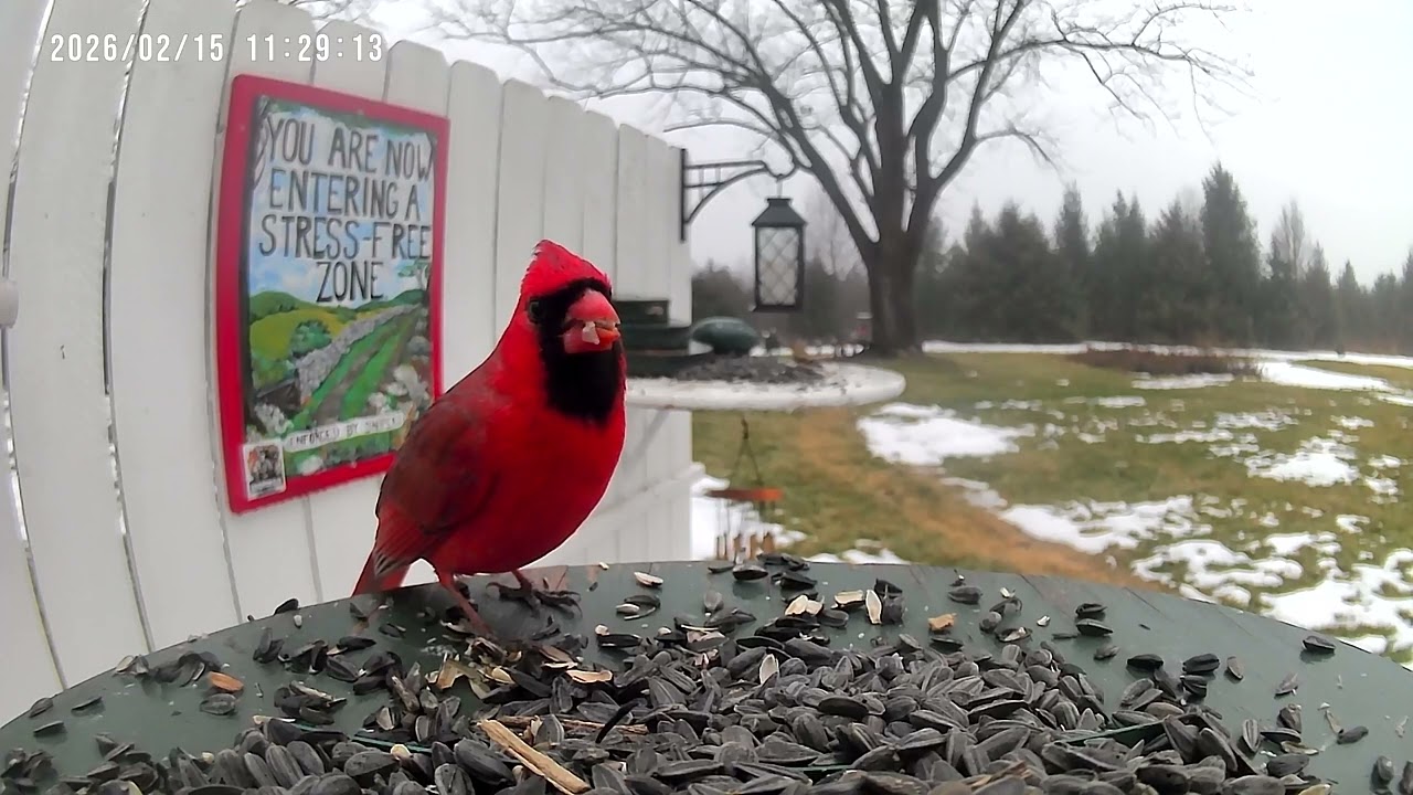 Birds.             #unbrokenfoundation #wildlife #watchingnature #natureheals #birdwatcher 