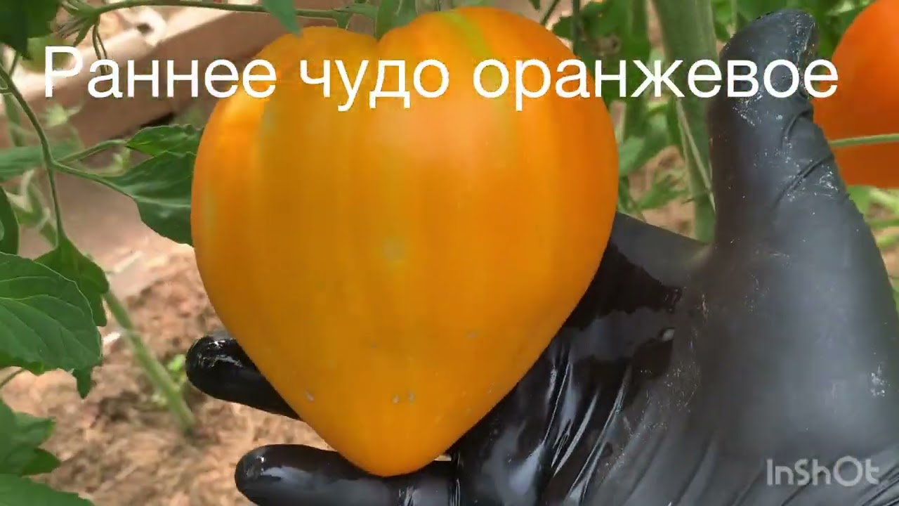 Обзор сортов томатов 15 июля 2024 г.