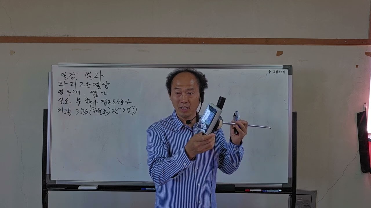 황금알농법 제주도 밀감 레드향