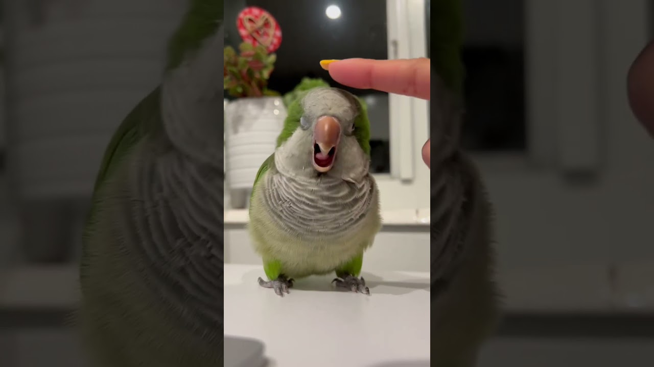 My Quaker Parrot 🦜 #short #birds #shortsvideo #parrot #pets #funnyvideo #talkingparrot #animals