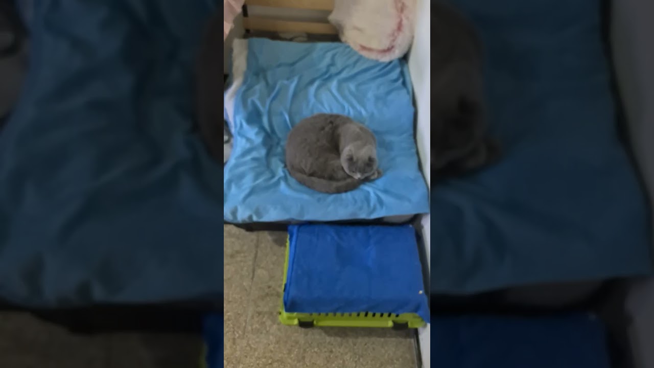 #cat #прикольныекоты #chat #веселыекоты 