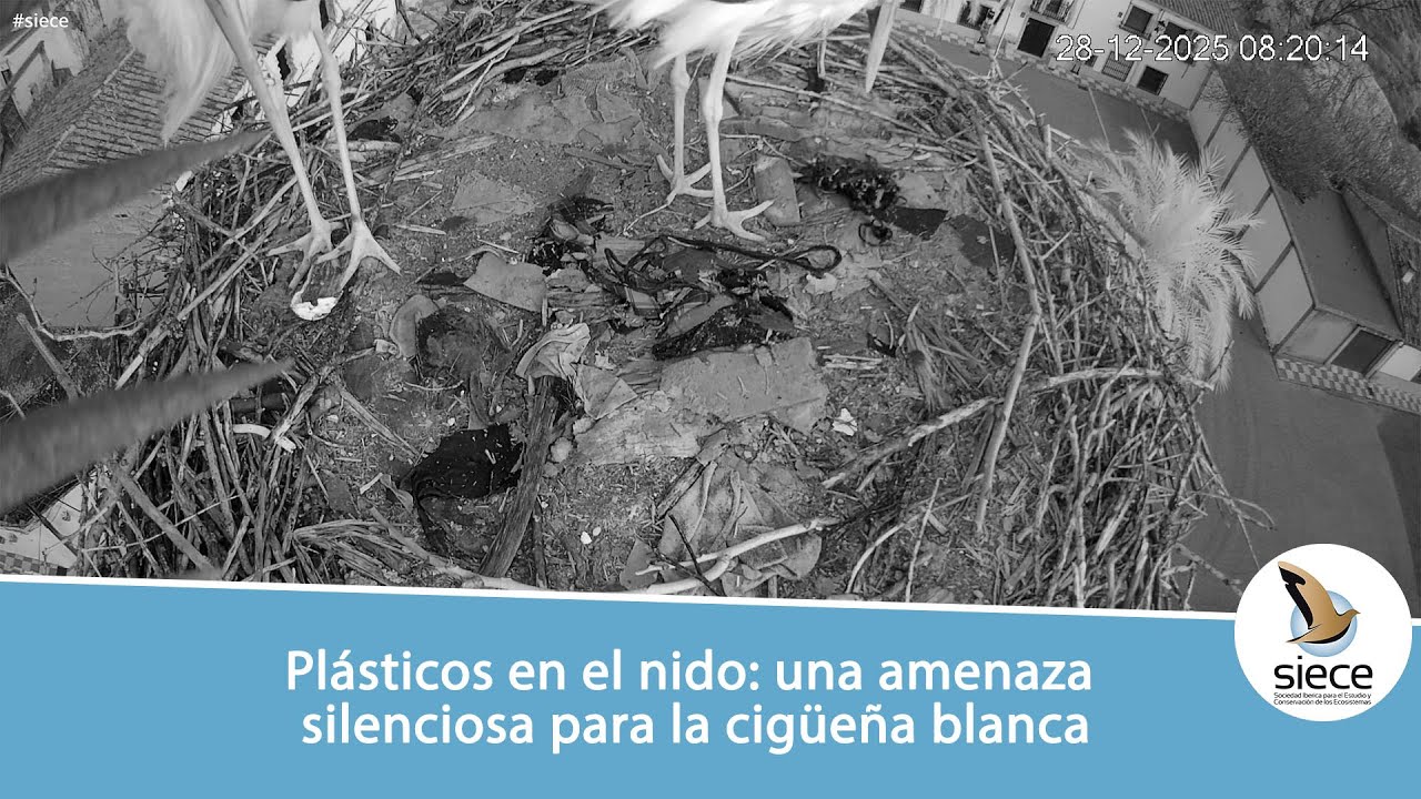 Plásticos en el nido: una amenaza silenciosa para la cigüeña blanca | SIECE