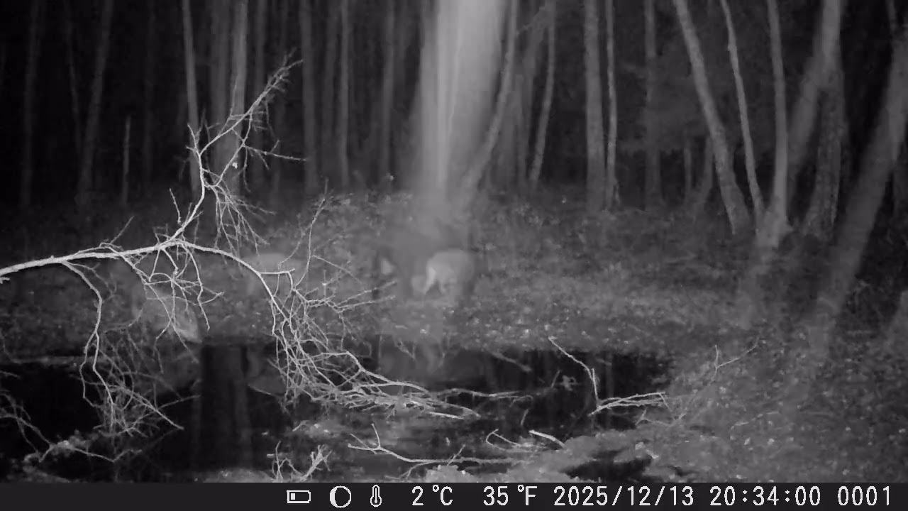 WATACHA DZIK&Oacute;W PRZEMIERZA LAS!! #fotopułapka #wildboar #wildpigs #trailcam #wildlifeobservation 