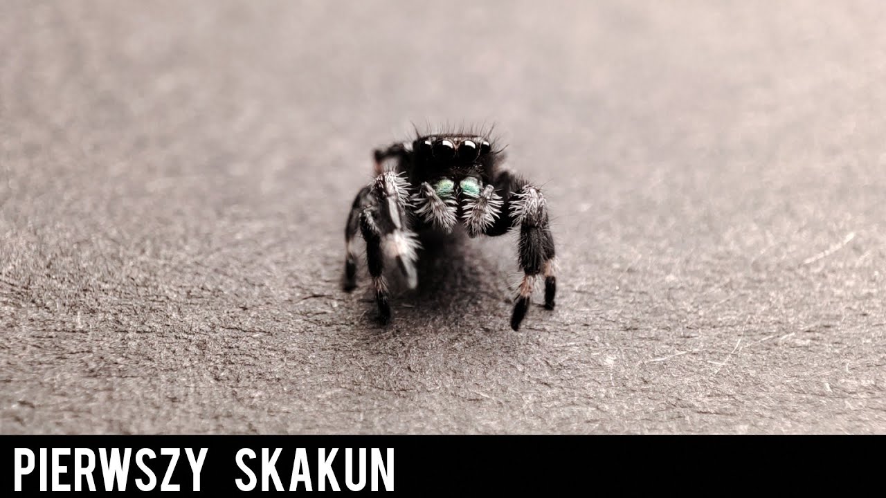 Pierwszy skakun!😁-Unboxing
