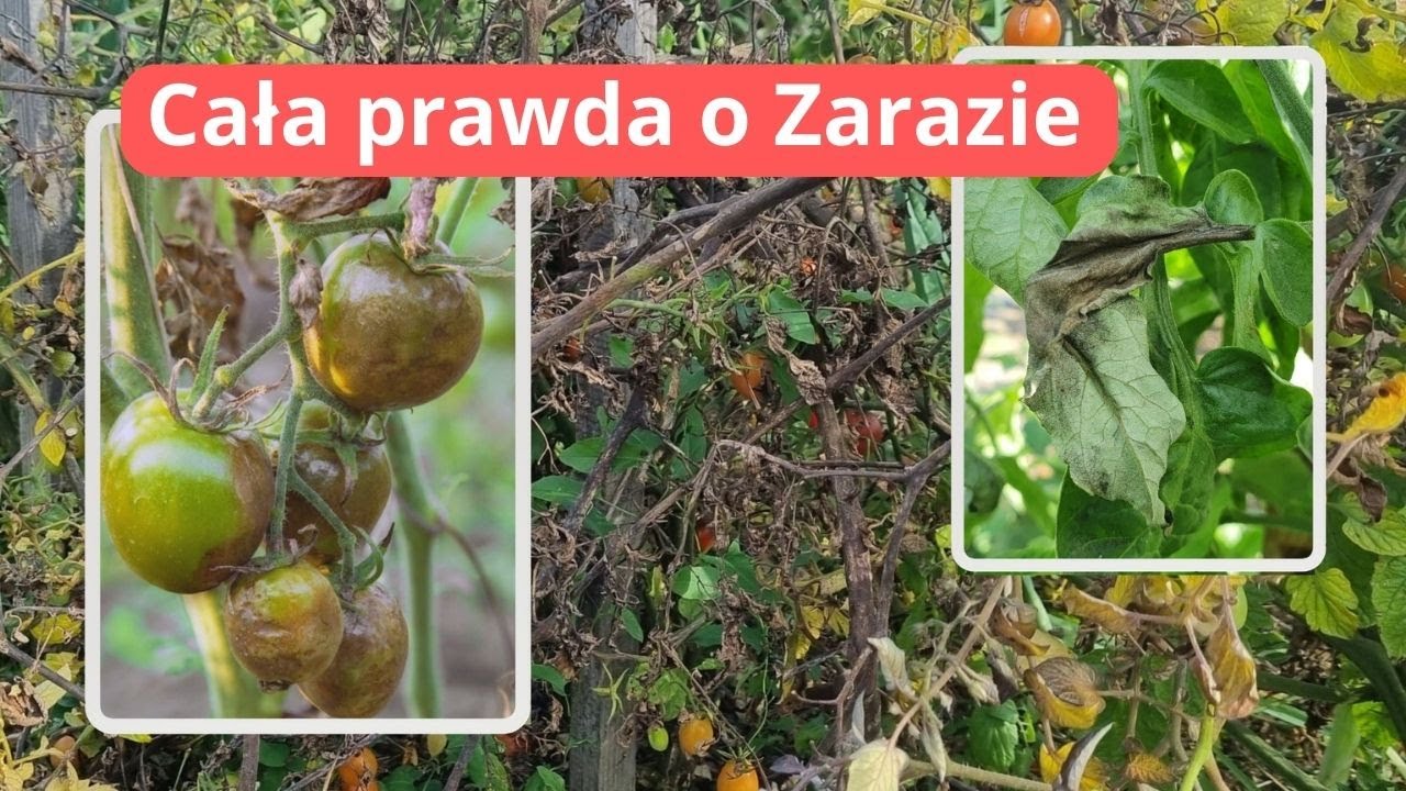 Zaraza ziemniaczana jak sobie z nią poradzić